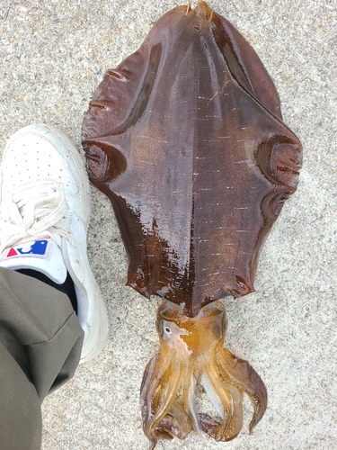 アオリイカの釣果