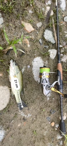 ブラックバスの釣果