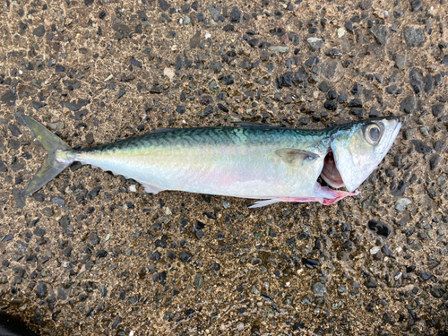 サバの釣果