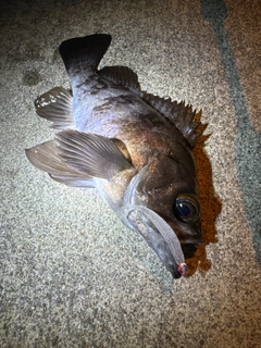 シロメバルの釣果