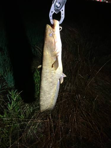 マナマズの釣果