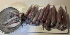 ケンサキイカの釣果
