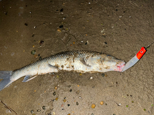 ニゴイの釣果