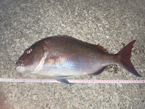 マダイの釣果