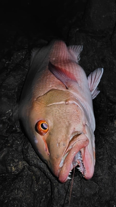 バラフエダイの釣果