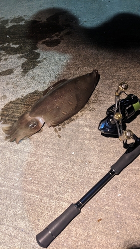 モンゴウイカの釣果