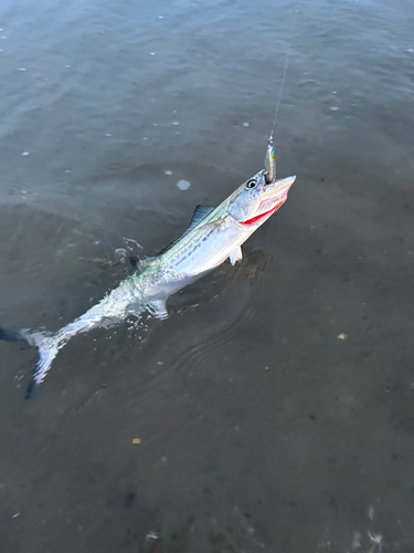 サゴシの釣果