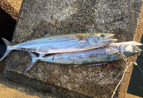 サゴシの釣果