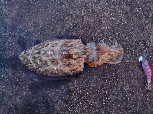 コウイカの釣果