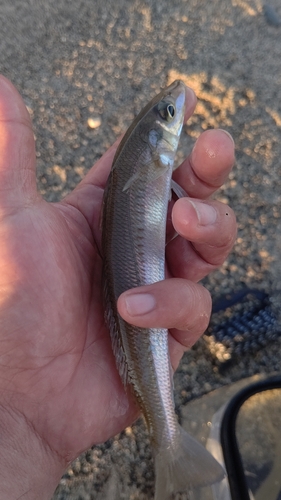 キスの釣果