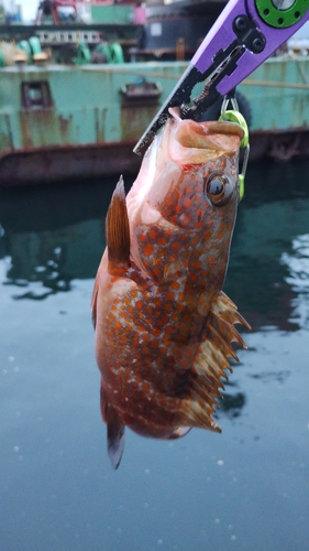 キジハタの釣果