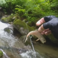 イワナの釣果