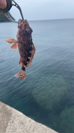 カサゴの釣果