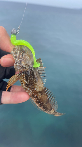 ハゼの釣果