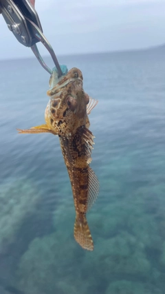 ハゼの釣果