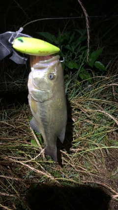 ブラックバスの釣果