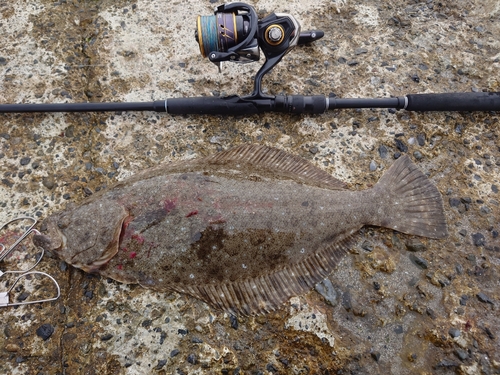 ヒラメの釣果