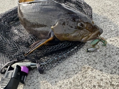 アイナメの釣果