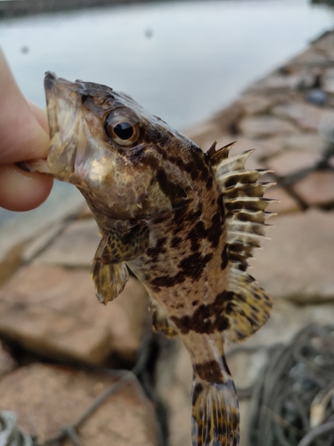 タケノコメバルの釣果