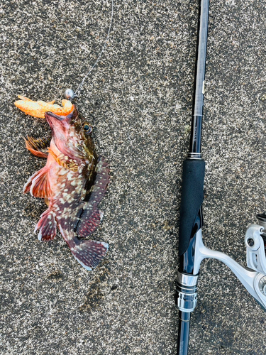 カサゴの釣果