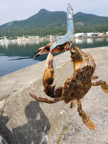 カニの釣果