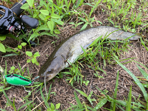 ナマズの釣果