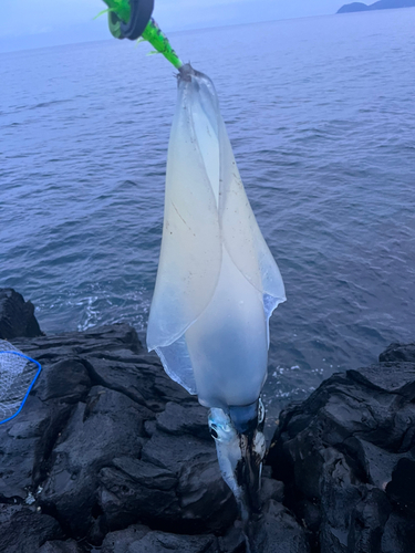 アオリイカの釣果