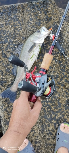 シーバスの釣果