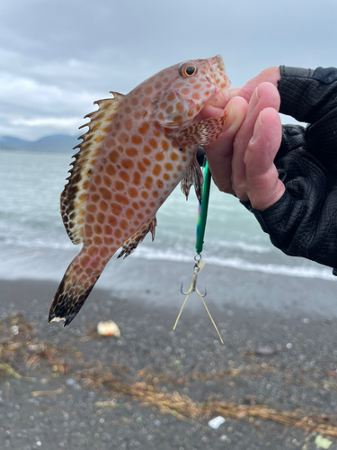 オオモンハタの釣果