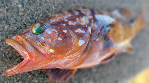 キジハタの釣果