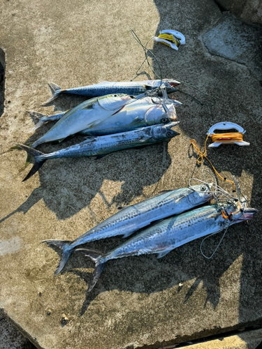 サゴシの釣果