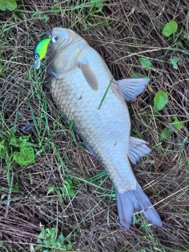 フナの釣果