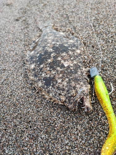 ソゲの釣果