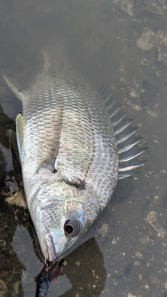 キビレの釣果