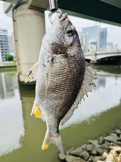 キビレの釣果