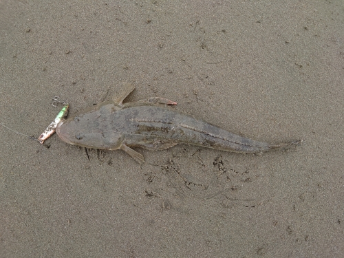 マゴチの釣果