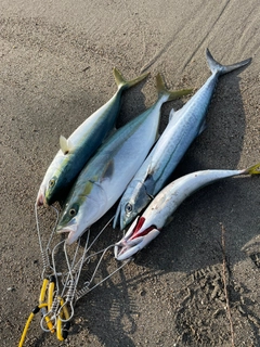 イナダの釣果