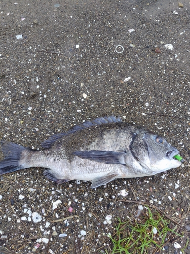 チヌの釣果