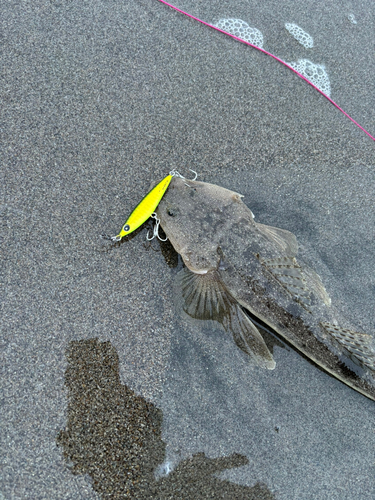 マゴチの釣果