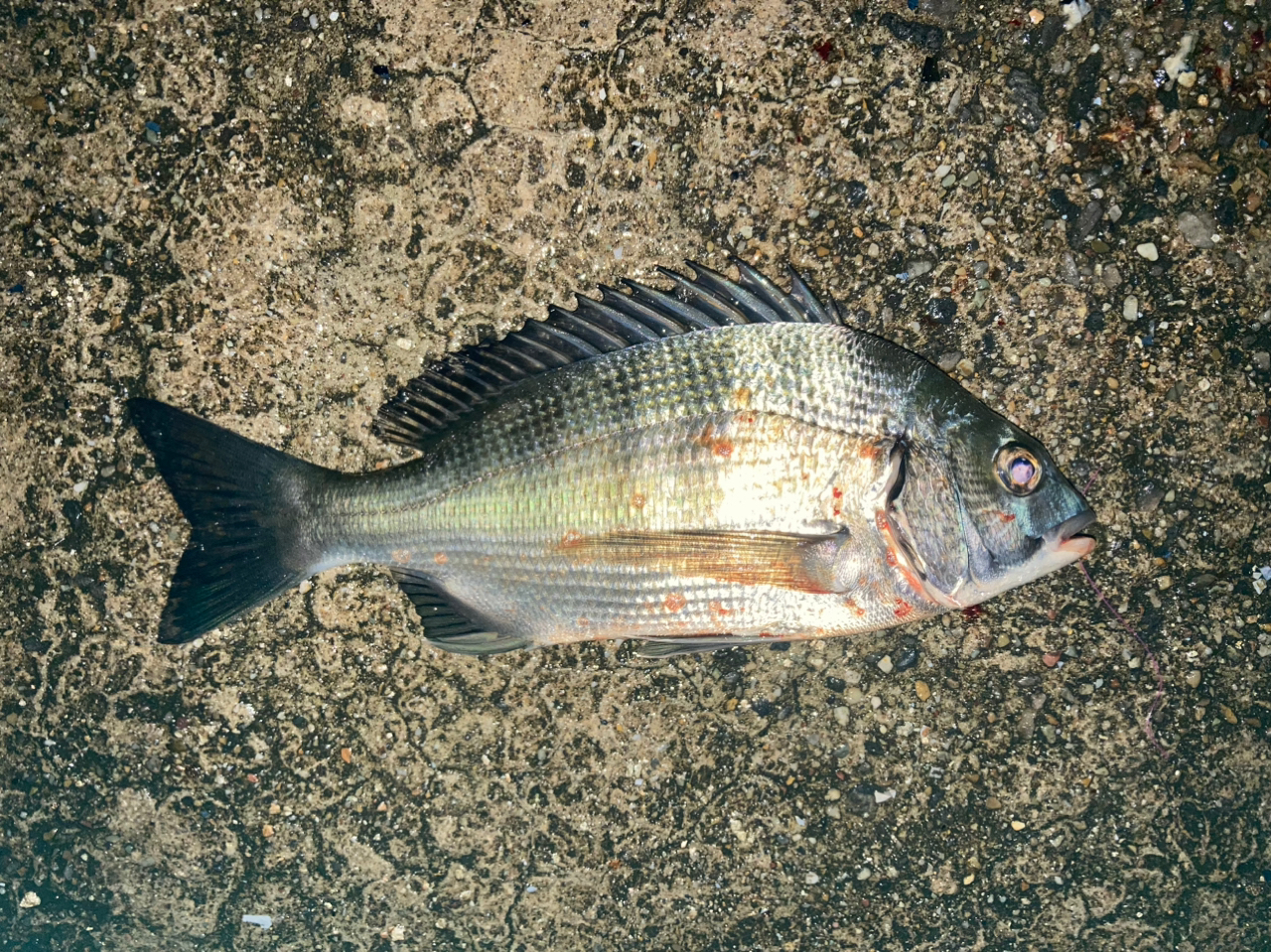 クロダイ