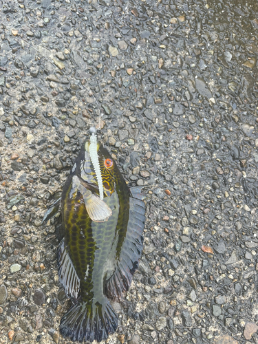 オハグロベラの釣果