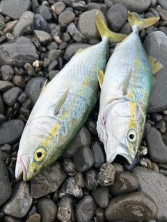 ワカナゴの釣果