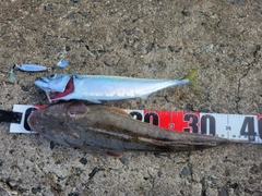 マゴチの釣果