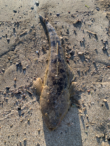 マゴチの釣果