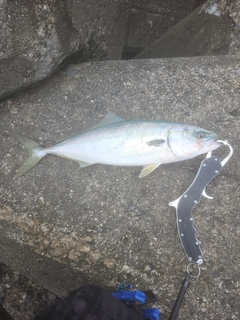 ハマチの釣果