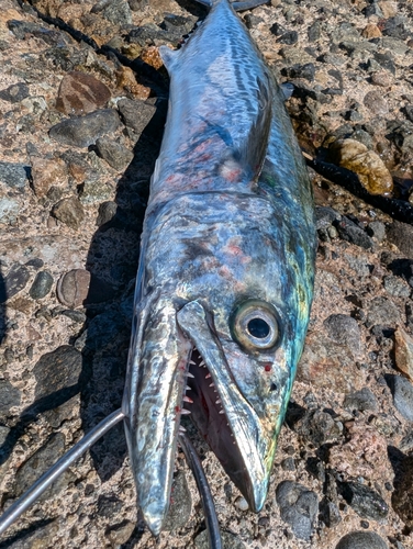 サゴシの釣果