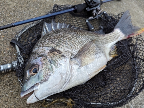 キビレの釣果