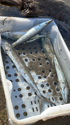 サバの釣果