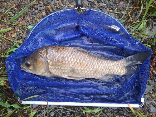 フナの釣果