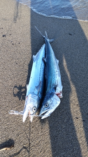 サゴシの釣果